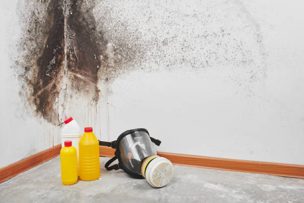 Best Health and Safety Mold Remediation in Camas, WA