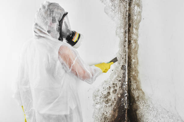 Best Basement Mold Remediation in Camas, WA