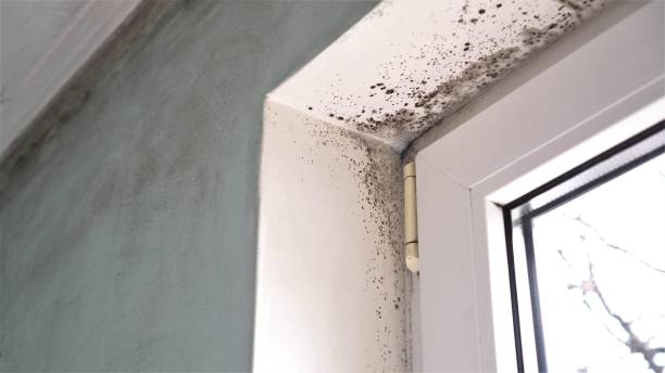 Best Localized Mold Remediation (e.g., coastal areas, humid climates) in Camas, WA