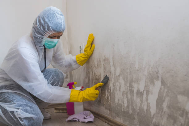 Best Industrial Mold Remediation in Camas, WA