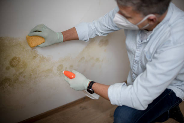 Best Post-Flood Mold Remediation in Camas, WA