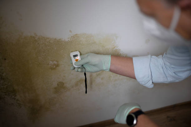 Camas, WA Mold Remediation Company