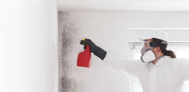 Best Insurance-Related Mold Remediation in Camas, WA