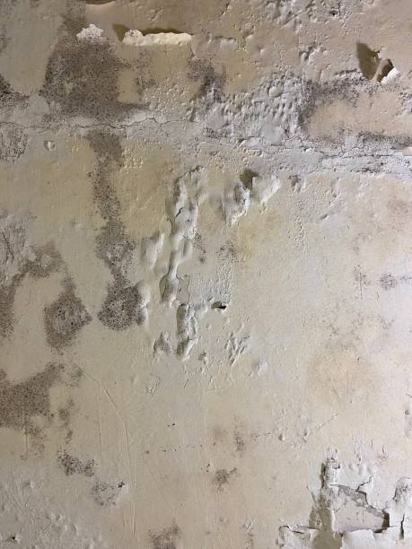 Best Kitchen Mold Remediation in Camas, WA