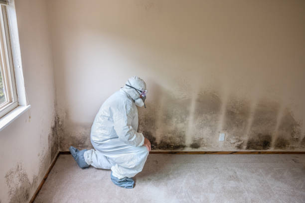 Best Preventive Mold Services in Camas, WA