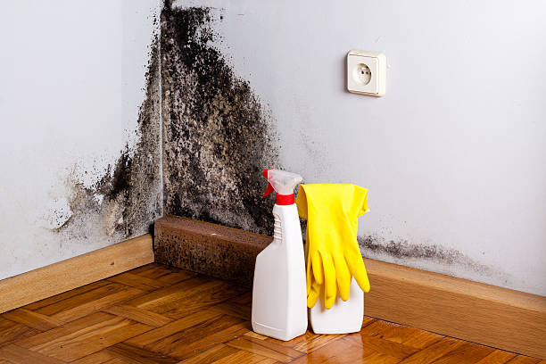 Best Insurance-Related Mold Remediation in Camas, WA