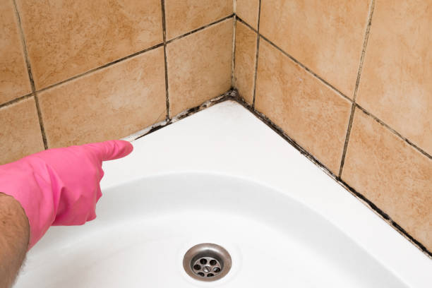 Best Post-Flood Mold Remediation in Camas, WA