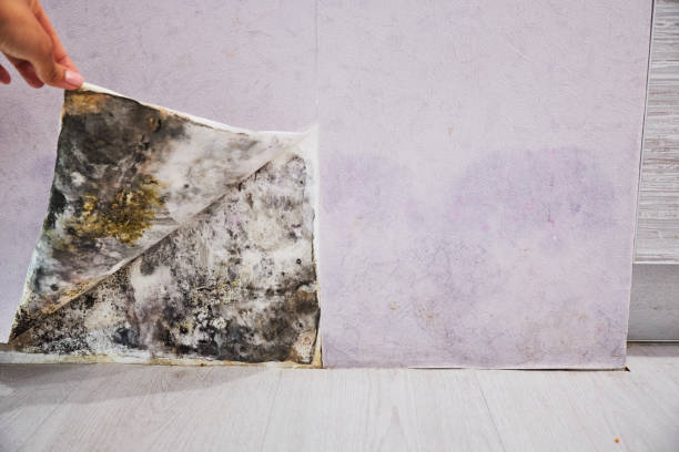 Best Health and Safety Mold Remediation in Camas, WA